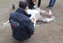 Investigan un delito de maltrato de caballos en una hípica en Girona Investigan un delito de maltrato de caballos en una hípica en Girona