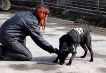 La Diputación anima a adoptar alguno de los perros del centro de protección de Movera, Zaragoza La Diputación anima a adoptar alguno de los perros del centro de protección de Movera, Zaragoza