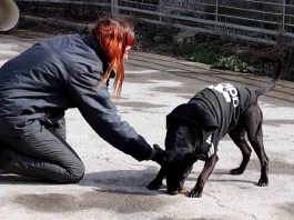 La Diputación anima a adoptar alguno de los perros del centro de protección de Movera, Zaragoza La Diputación anima a adoptar alguno de los perros del centro de protección de Movera, Zaragoza