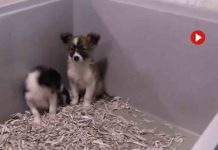 Desarticulan una organización dedicada a la cría y venta ilegal de cachorros
