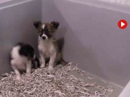 Desarticulan una organización dedicada a la cría y venta ilegal de cachorros