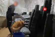 Desmantelan un laboratorio de drogas sintéticas con más de 35 kilos de MDMA Desmantelan un laboratorio de drogas sintéticas con más de 35 kilos de MDMA