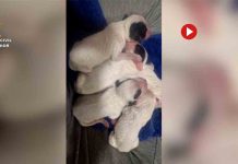 Investigan a un hombre por abandonar a ocho cachorros en un contenedor en Valladolid Investigan a un hombre por abandonar a ocho cachorros en un contenedor en Valladolid