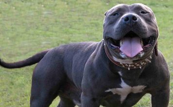 El Reino Unido sacrificará los American Bully XL que no estén registrados El Reino Unido sacrificará los American Bully XL que no estén registrados