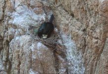 Denunciado por hacer una vía ferrata de protección para el cormorán moñudo Denunciado por hacer una vía ferrata de protección para el cormorán moñudo