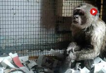 La historia de Linito, el mono encerrado en un piso durante 35 años La historia de Linito, el mono encerrado en un piso durante 35 años
