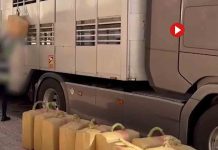 Pillan 470 kilos de hachís ocultos en un tráiler de transporte de animales vivos Pillan 470 kilos de hachís ocultos en un tráiler de transporte de animales vivos