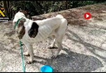 Rescatan 111 animales en Málaga en una operación contra el maltrato Rescatan 111 animales en Málaga en una operación contra el maltrato