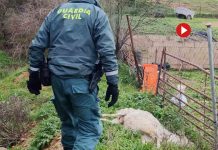 Un ganadero deja morir de hambre a multitud de animales Un ganadero deja morir de hambre a multitud de animales