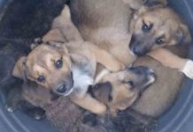 Abandona a siete cachorros de perro en un bidón en Almoines, València Abandona a siete cachorros de perro en un bidón en Almoines, València