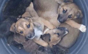 Abandona a siete cachorros de perro en un bidón en Almoines, València Abandona a siete cachorros de perro en un bidón en Almoines, València