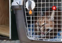 Encuentran un lince africano en el jardín de una vivienda en Marbella Encuentran un lince africano en el jardín de una vivienda en Marbella