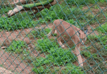 Incautan 421 animales de especies protegidas Incautan 421 animales de especies protegidas