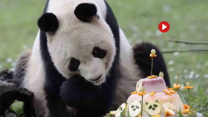 Los cinco osos panda del Zoo de Madrid parten para China