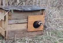 Nueva liberación de turóns europeos criados en cautividad Nueva liberación de turóns europeos criados en cautividad