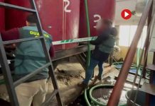 Roban más de 15 toneladas de aceitunas en Madrid Roban más de 15 toneladas de aceitunas en Madrid