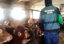 Tres detenidos por originar la enfermedad hemorrágica de las vacas Tres detenidos por originar la enfermedad hemorrágica de las vacas