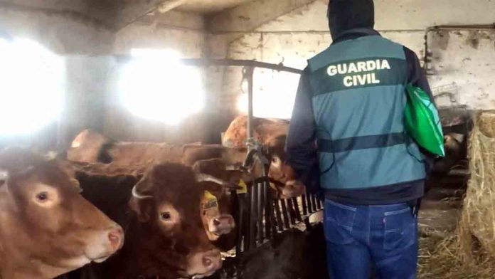 Tres detenidos por originar la enfermedad hemorrágica de las vacas