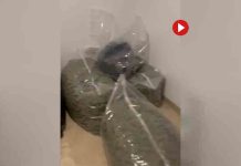 Vendían drogas a través de redes sociales mediante empresas de paquetería Vendían drogas a través de redes sociales mediante empresas de paquetería