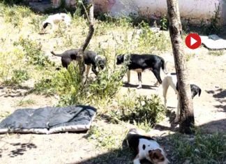 Desmantelan en Zamora una falsa protectora Desmantelan en Zamora una falsa protectora