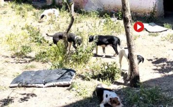 Desmantelan en Zamora una falsa protectora Desmantelan en Zamora una falsa protectora