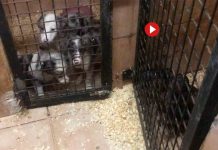 Detenidos en Castro Urdiales por vender cachorros de perro ilegalmente Detenidos en Castro Urdiales por vender cachorros de perro ilegalmente