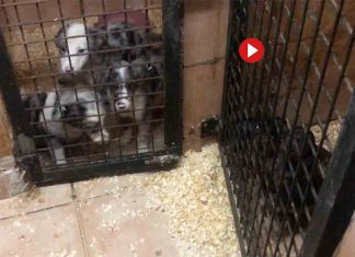 Detenidos en Castro Urdiales por vender cachorros de perro ilegalmente Detenidos en Castro Urdiales por vender cachorros de perro ilegalmente