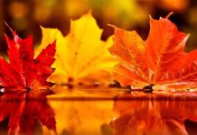 Empieza el otoño meteorológico, con abundantes precipitaciones Empieza el otoño meteorológico, con abundantes precipitaciones