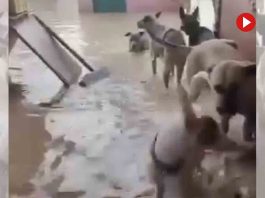 El Refugio de María en Sueca, pide ayuda y rescate para los animales El Refugio de María en Sueca, pide ayuda y rescate para los animales