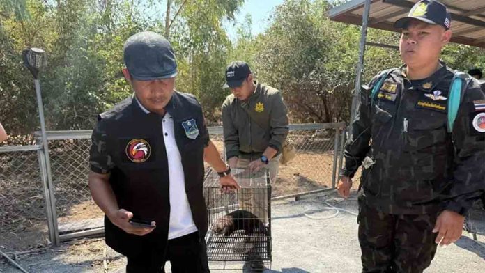 Detienen en Tailandia a Frank Cuesta por posesión ilegal de animales protegidos