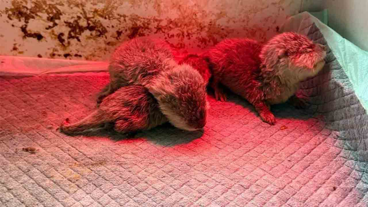 Detienen en Tailandia a Frank Cuesta por posesión ilegal de animales protegidos
