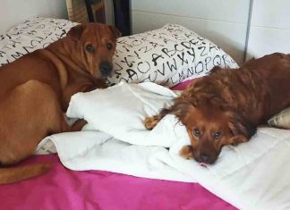 Día Mundial del Perro: Un homenaje a nuestros compañeros incondicionales Día Mundial del Perro Un homenaje a nuestros compañeros incondicionales