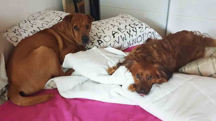 Día Mundial del Perro Un homenaje a nuestros compañeros incondicionales