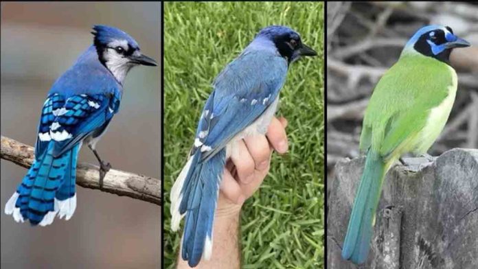 Un ave híbrida, posible primer animal producto del cambio climático