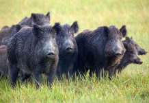 Detectan cuatro nuevos jabalíes muertos por peste porcina en Collserola Detectan cuatro nuevos jabalíes muertos por peste porcina en Collserola