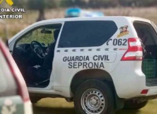 Mueren 27 perros de caza en un barco procedente de Barcelona Mueren 27 perros de caza en un barco procedente de Barcelona