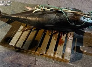 Requisan en Vila Joiosa un atún rojo de 250 kilos capturado ilegalmente Requisan en Vila Joiosa un atún rojo de 250 kilos capturado ilegalmente