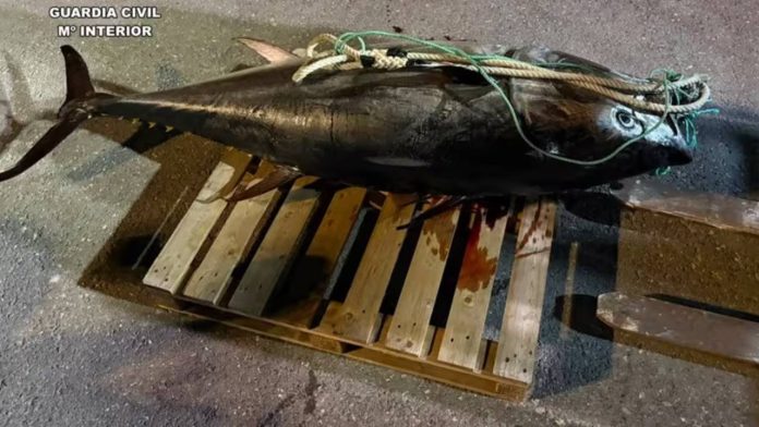 Requisan en Vila Joiosa un atún rojo de 250 kilos capturado ilegalmente