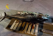Requisan en Vila Joiosa un atún rojo de 250 kilos capturado ilegalmente